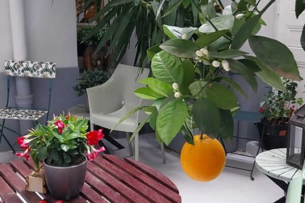 COUR ORANGE 3